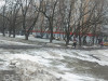 В Москве ветер повалил 35 деревьев
