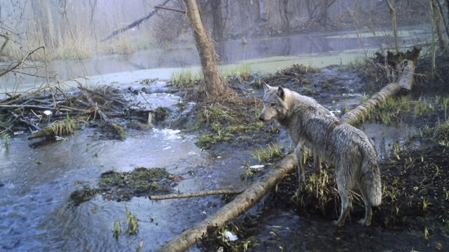 uchenye-vyjavili-u-zhivushhih-v-chernobyle-volkov-sposobnye-pomoch-v-borbe-s-rakom-mutacii-a491d88