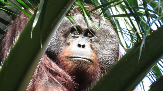 sumatranskij-orangutan-pervym-iz-zhivotnyh-ispolzoval-travy-dlja-lechenija-rany-7237074