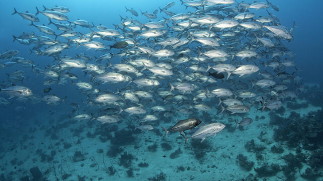 okeanologi-obnaruzhili-na-dne-tihogo-okeana-temnyj-kislorod-172d65e